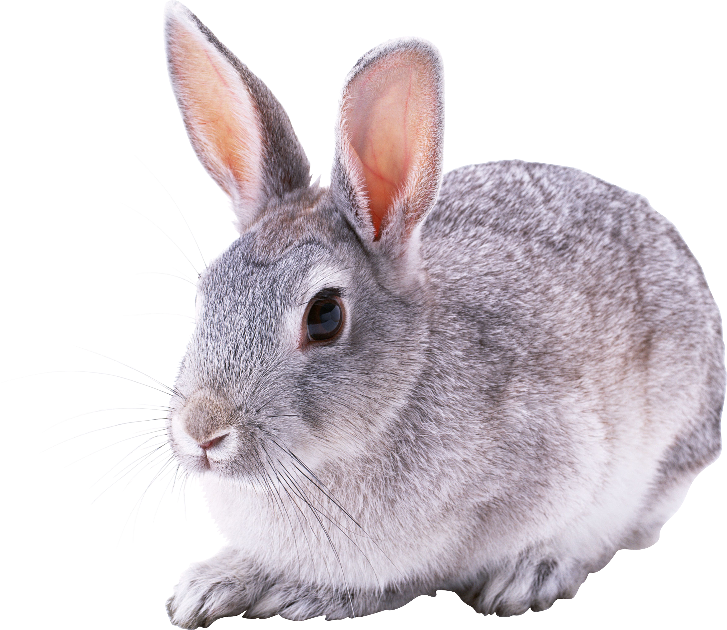 Free Png Gray Rabbit Png Images Transparent - Rabbit Transparent Background Clipart (850x738), Png Download
