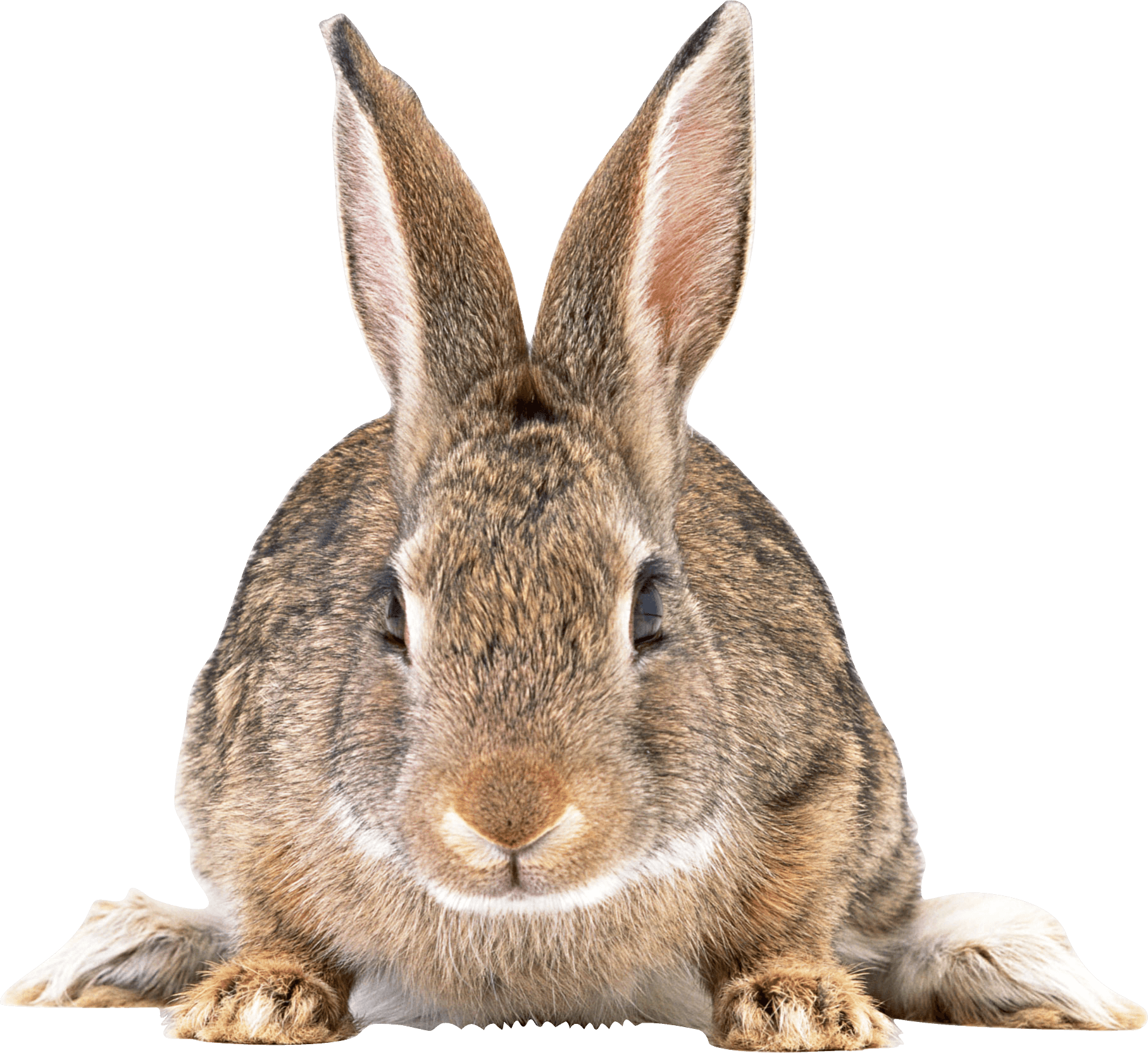 Cute Brown Rabbit Png Image - Rabbit Png Clipart (1814x1664), Png Download