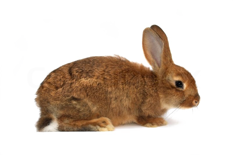 Brown Rabbit Png Download Image - Rabbit Brown Png Clipart (800x533), Png Download