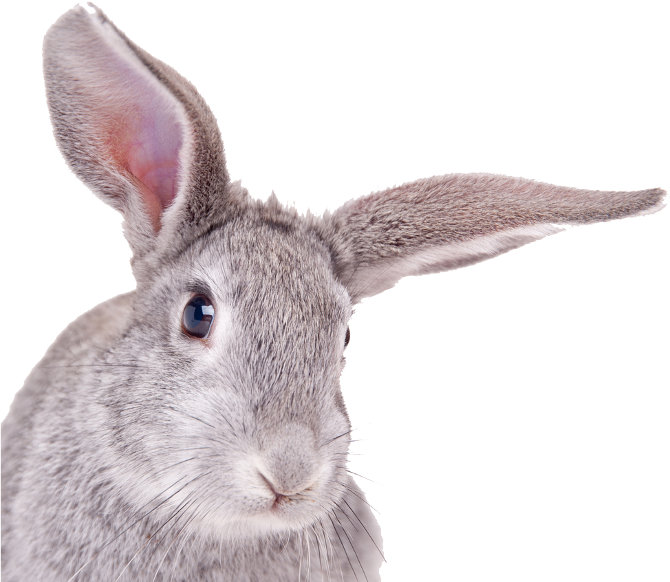 Rabbit Head White Background Clipart (1000x867), Png Download