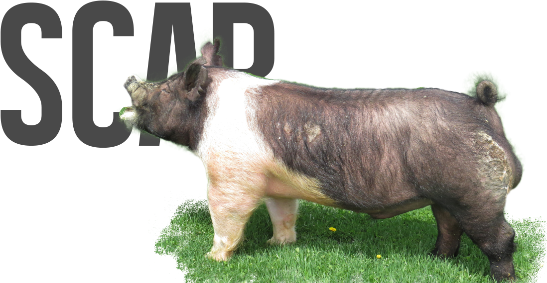 Scar - Domestic Pig Clipart (1131x576), Png Download