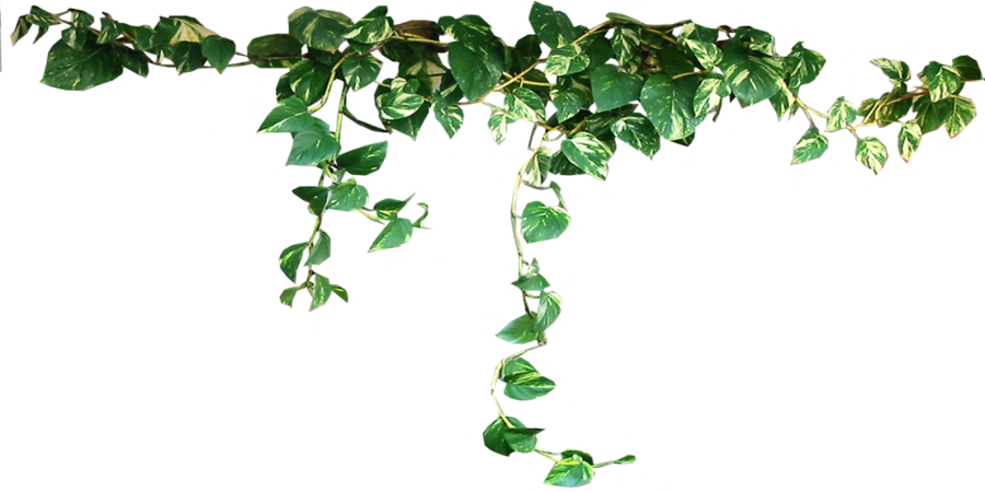 843 - Plants Png Clipart (900x450), Png Download
