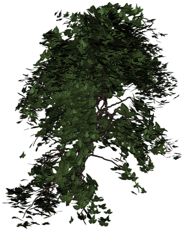 Ivy, Plant, Green, Climber Plant, Nature, Ivy Leaf - Aesthetic Nature Transparent Background Clipart (640x640), Png Download