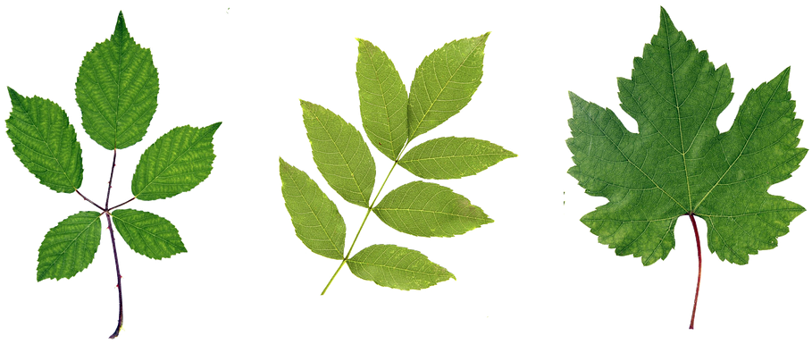 Green Leaf Png Hd Clipart (909x385), Png Download