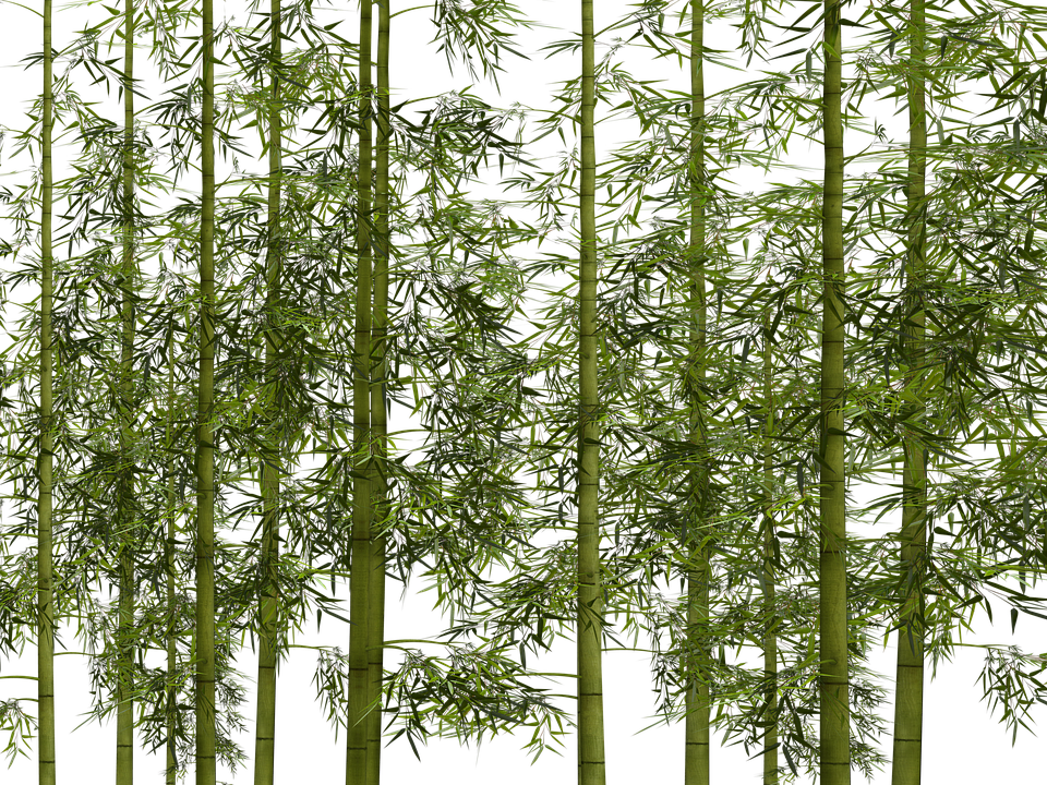 Bamboo Png Clipart (960x720), Png Download