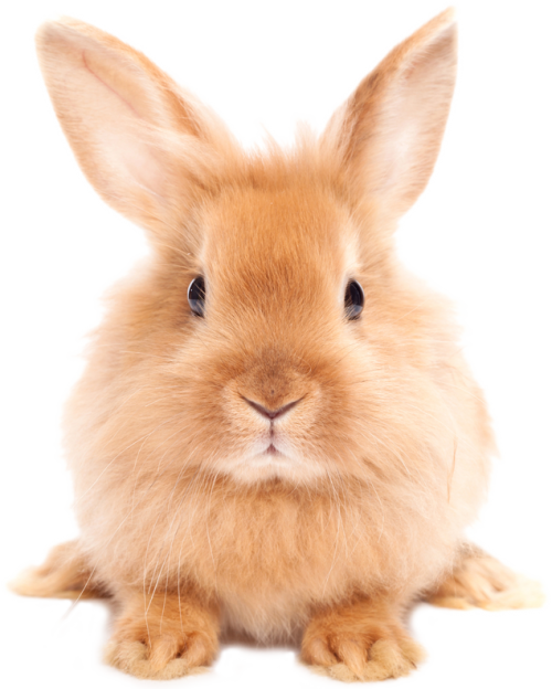 Easter Rabbit Png Hd - Rabbit Png Clipart (500x624), Png Download
