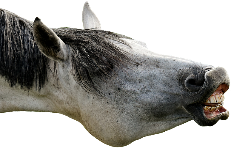 Funny Png Images - Horses Png Clipart (960x617), Png Download