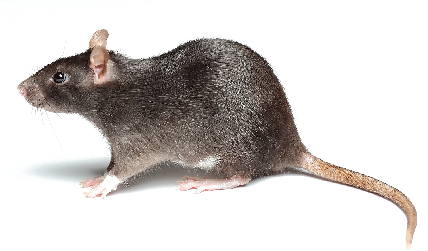 Rat Png Picture - Rat Png Clipart (1500x1000), Png Download