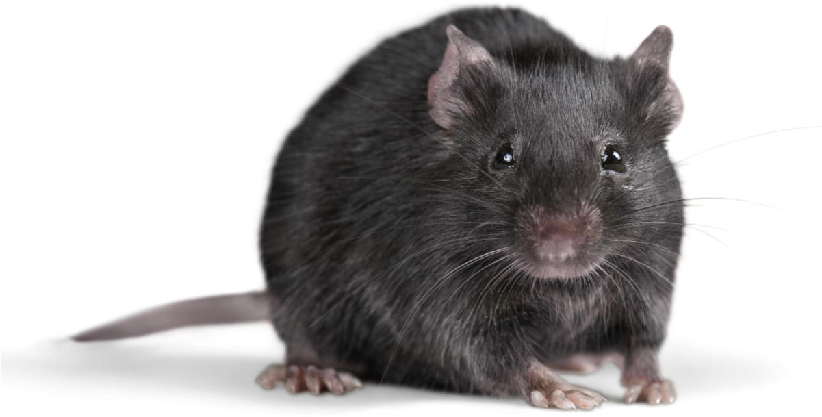 Rat Transparent Background Png - Rat Png Clipart (1200x800), Png Download