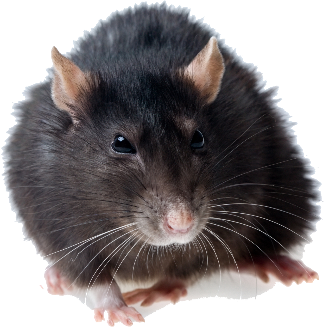 Rat Png Photos - Rat Png Clipart (1024x794), Png Download