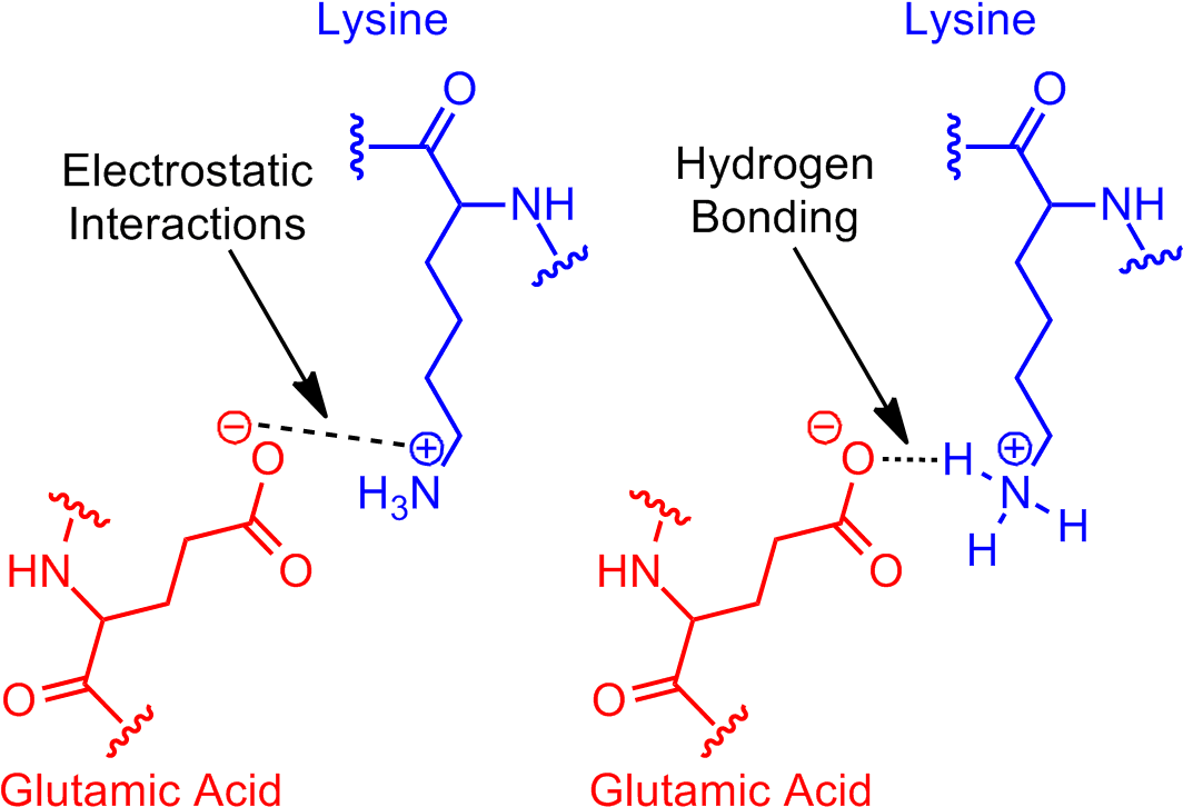 Next Revisit Glutamic Acid Lysine Salt Bridge - Salt Bridge Protein Clipart (1085x759), Png Download