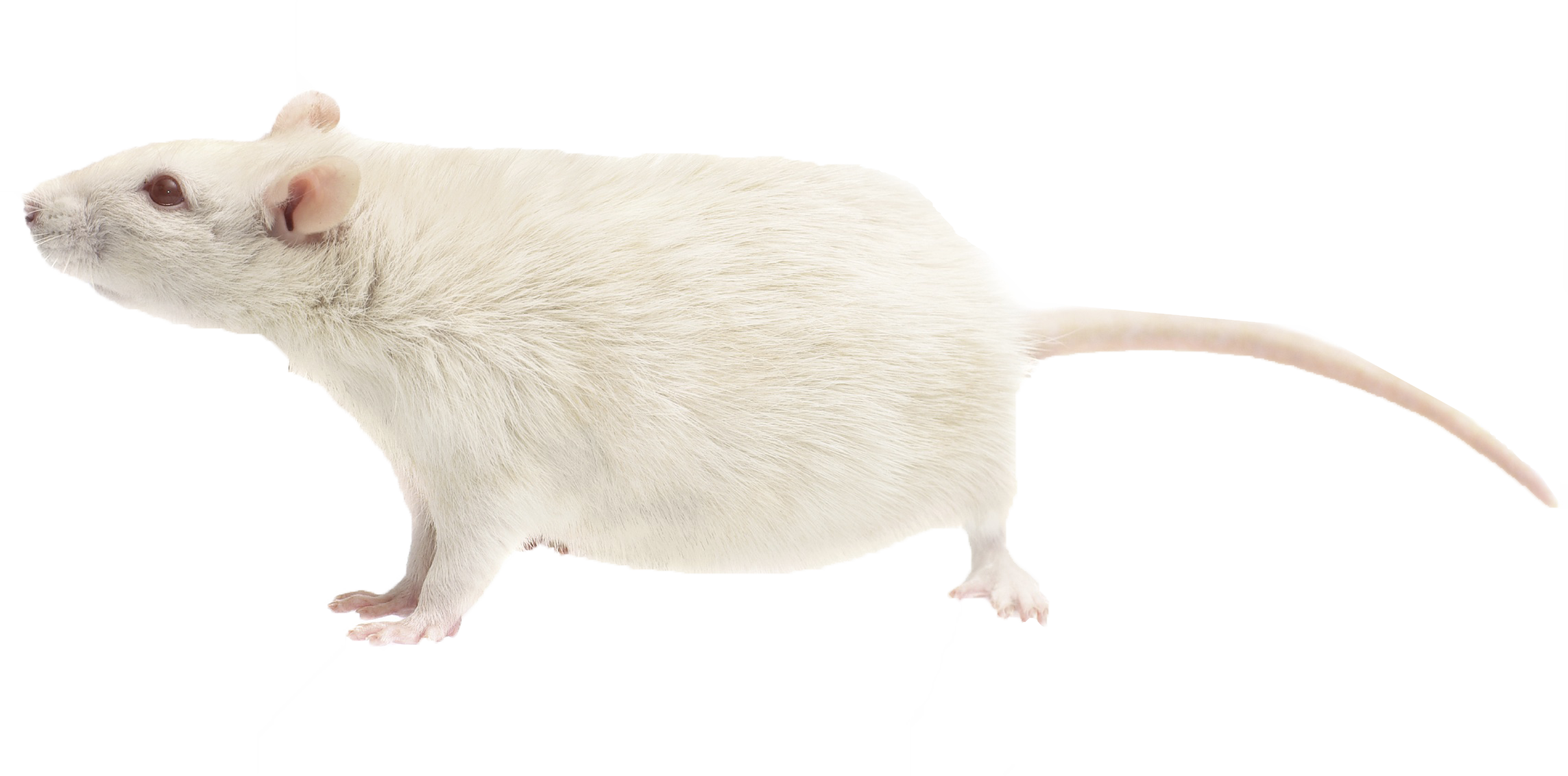 Rat Png Free Download - Mouse Clipart (2287x1133), Png Download