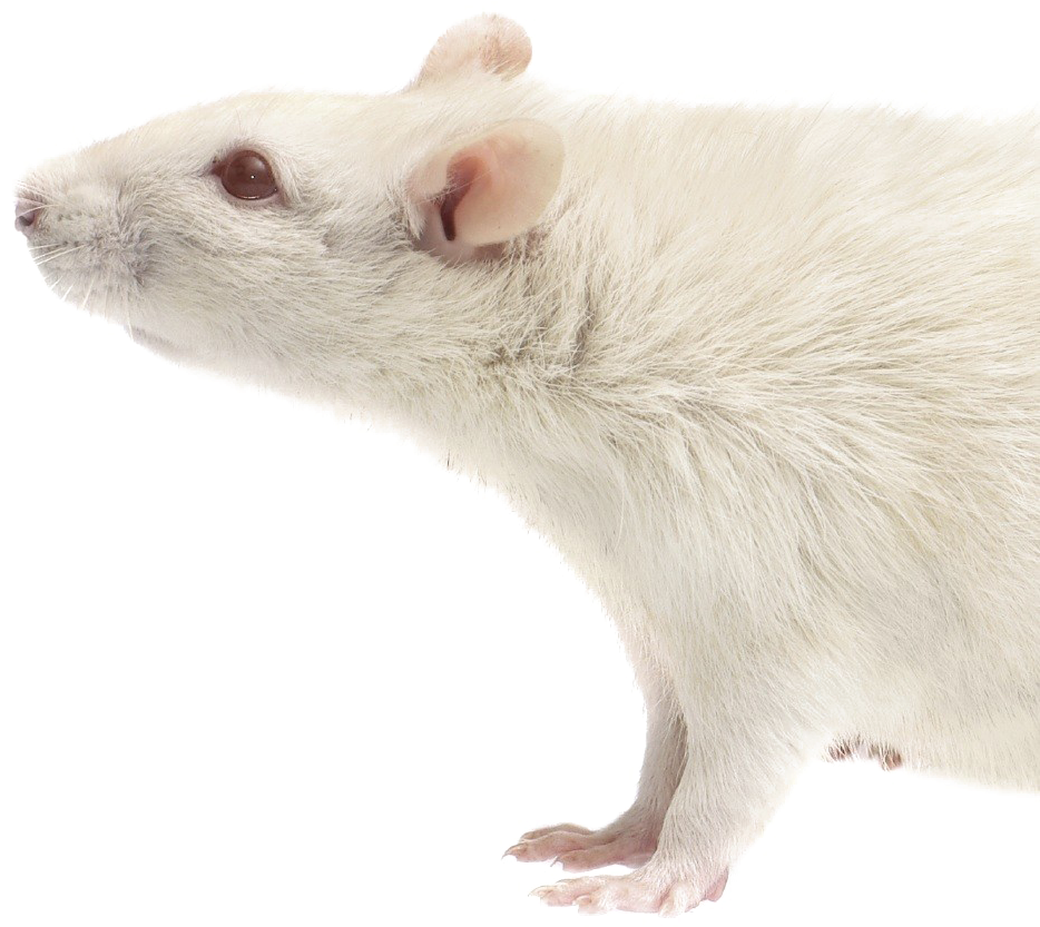 Rat Download Transparent Png Image - Mouse Clipart (934x833), Png Download