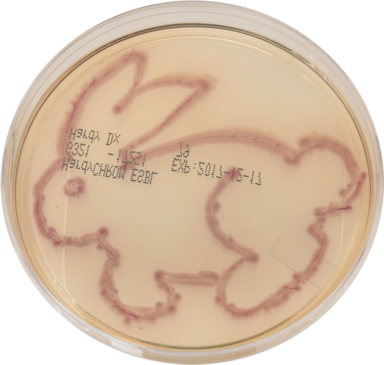 “easter Bunny” - Embroidery Clipart (1000x929), Png Download