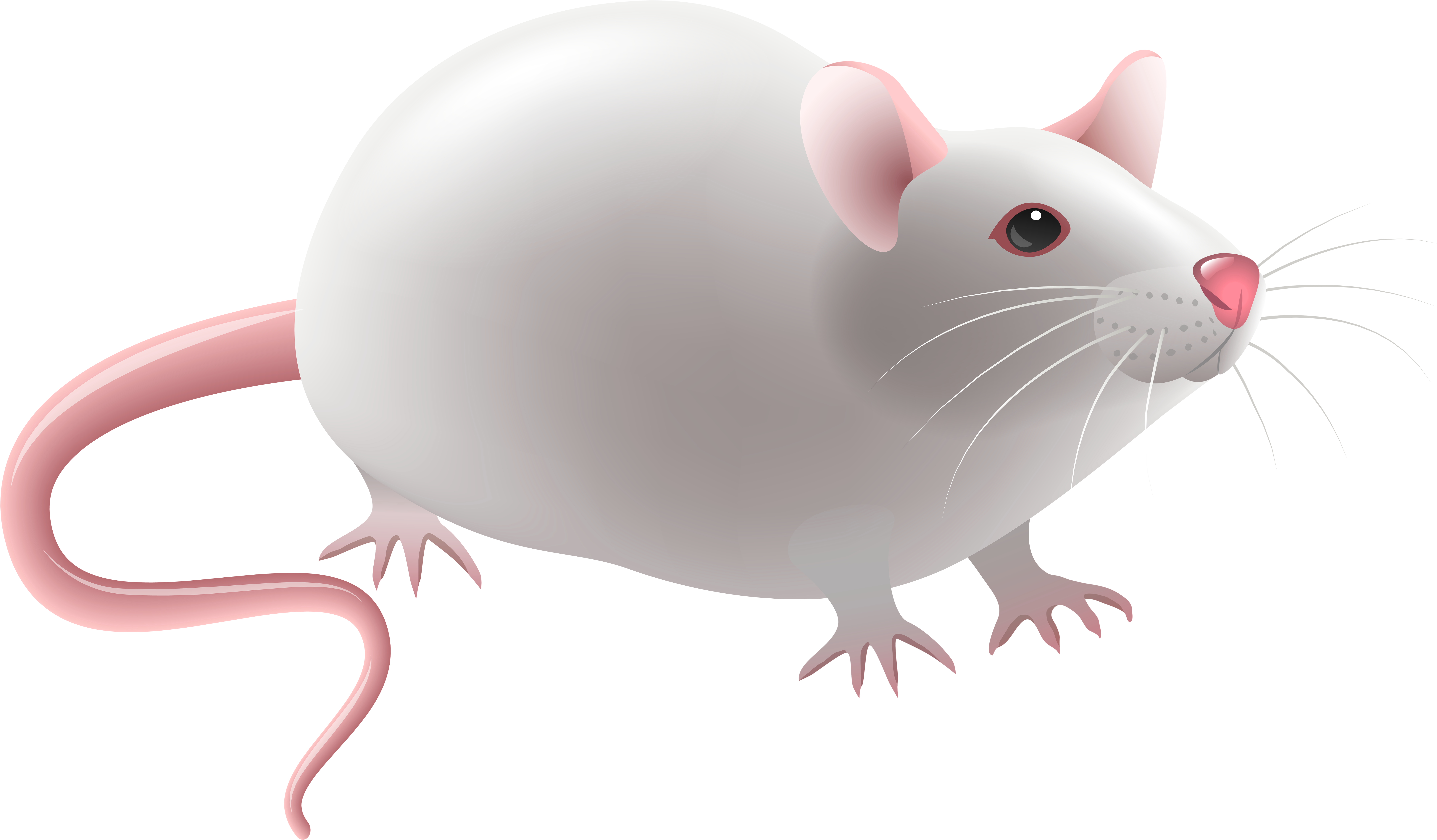 Mouse Png Clip Art - Clip Art Mouse Png Transparent Png (8000x4768), Png Download
