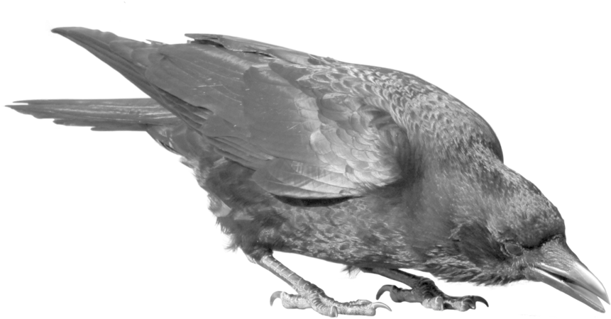 Common Raven Png Image - Crow Transparent Clipart (900x600), Png Download