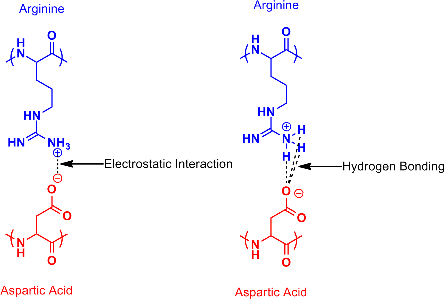 Arginine Aspartic Acid Salt Bridge - Arginine And Aspartic Acid Clipart (1508x1028), Png Download