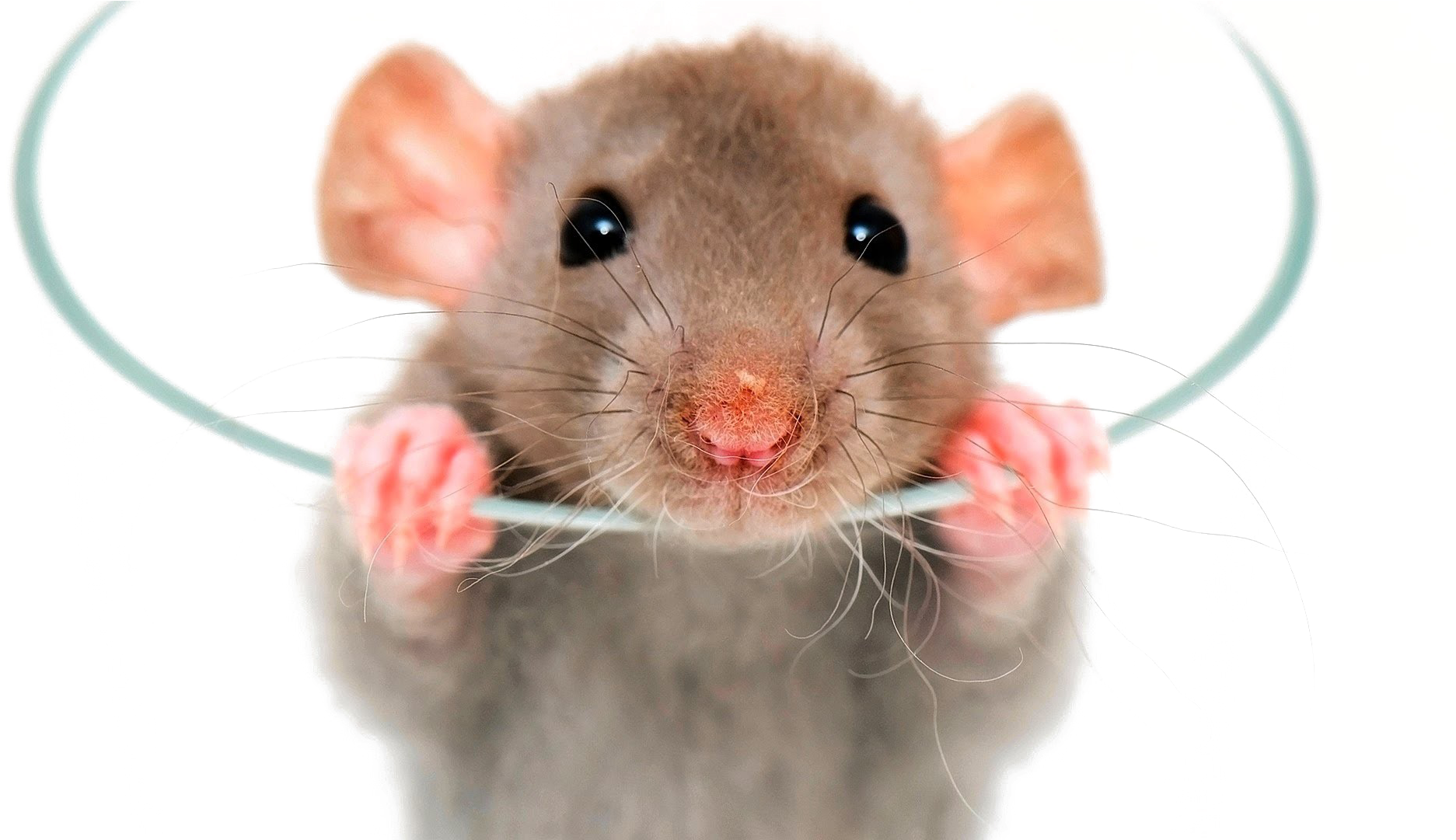 Rat Png Image - Pet Rats Clipart (1920x1080), Png Download