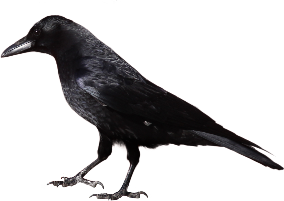 Crow - Black And White Image Of Crow Clipart (1143x809), Png Download