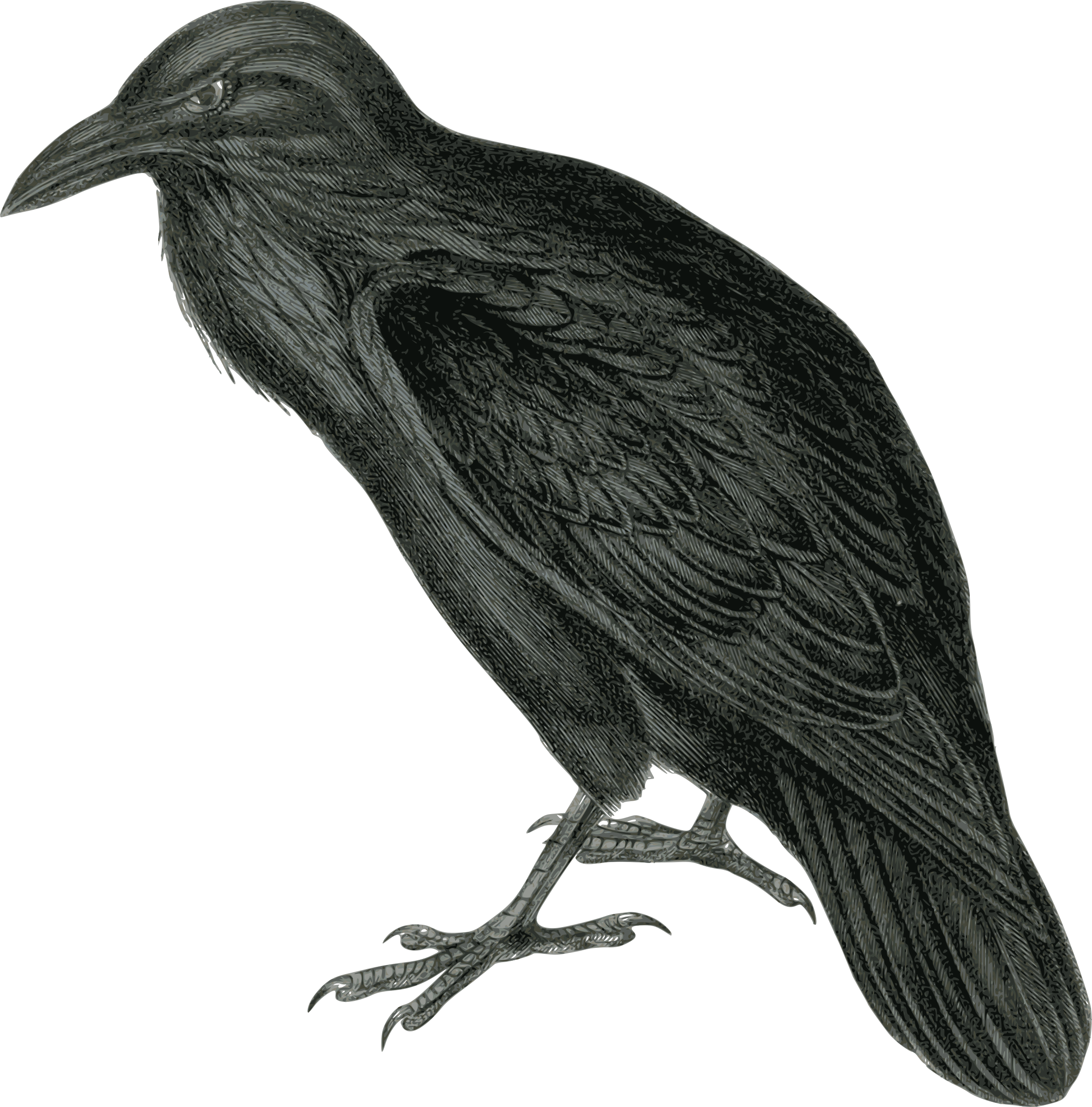 Raven Clipart - Png Download (2368x2400), Png Download