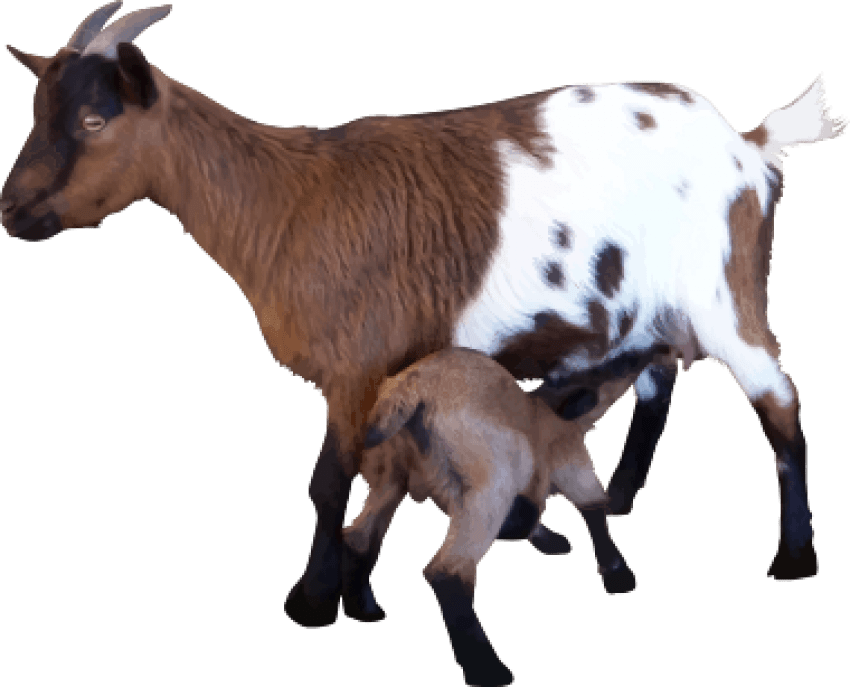 Free Png Download Goat Png Images Background Png Images - Goats Png Clipart (850x687), Png Download