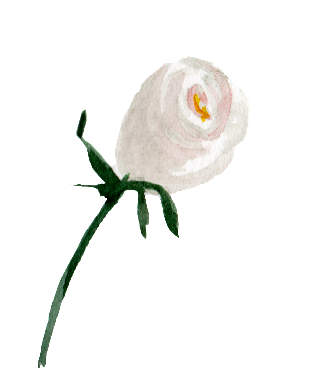 This Graphics Is White Watercolor Hand Painted Flowers - Garden Roses Clipart (656x742), Png Download