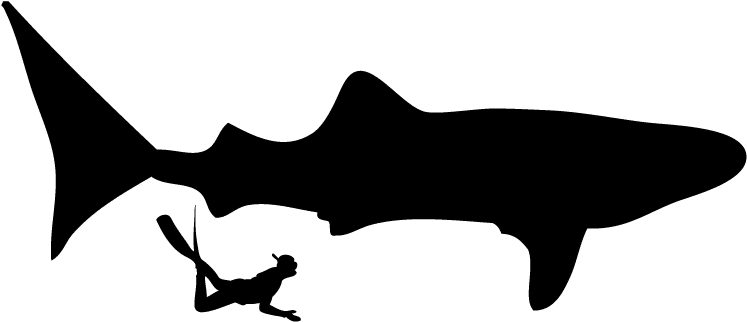 These Guys Were Huge They Were About 25 Feet Long In - Scuba Diver Silhouette Clipart (792x396), Png Download