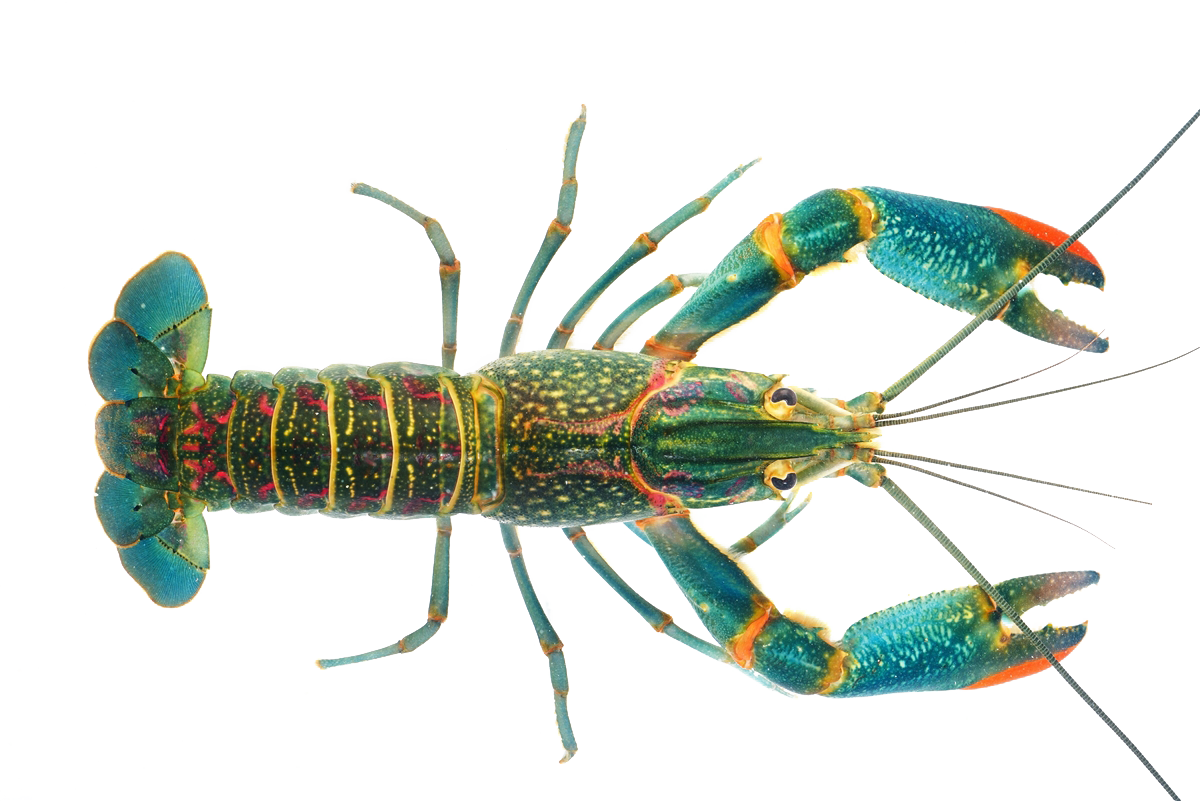 Crayfish Png - Australian Red Claw Crayfish Clipart (1200x801), Png Download