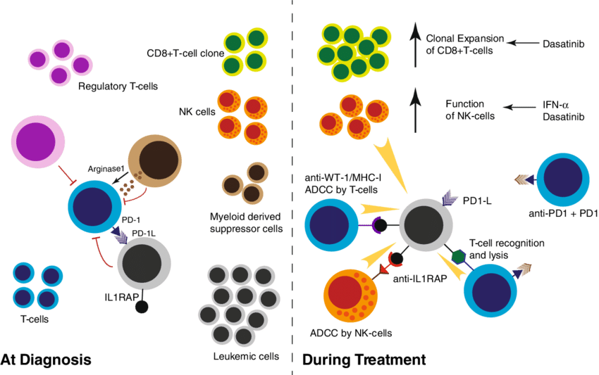 At Diagnosis The Function Of The Immune System Is Impaired - Circle Clipart (850x533), Png Download