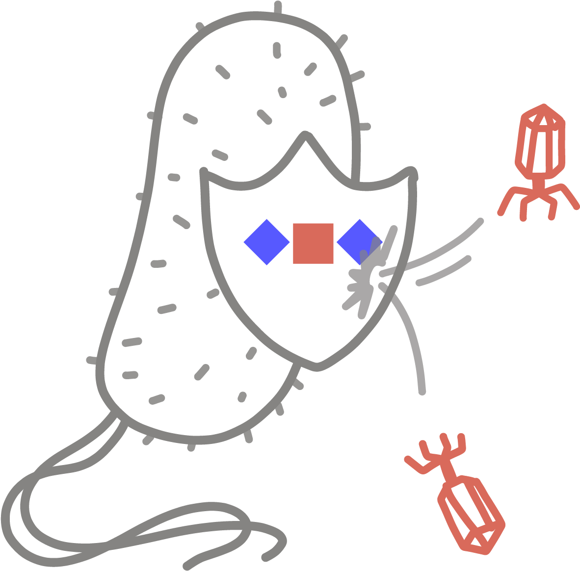 An Adaptive Immune System Found In Bacteria And Archaea, Clipart (1200x1178), Png Download