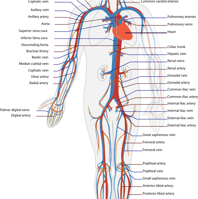 Immune System Disorders - Blood Path From Toe To Heart Clipart (723x668), Png Download