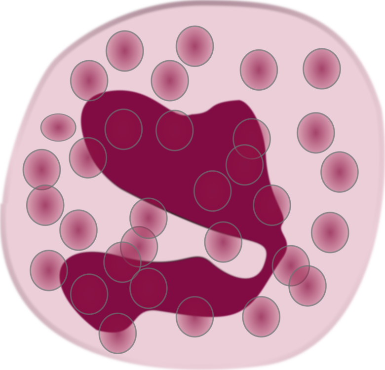 White Blood Cell Eosinophil Neutrophil Immune System - Eosinophil Clipart - Png Download (780x750), Png Download
