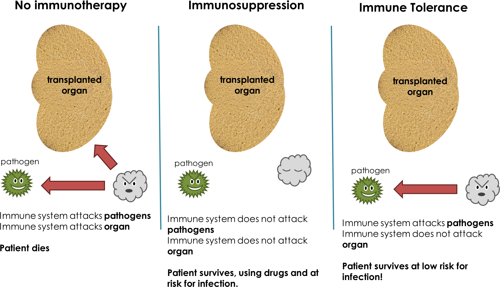 Immune Tolerance Def - Tree Clipart (2180x1253), Png Download