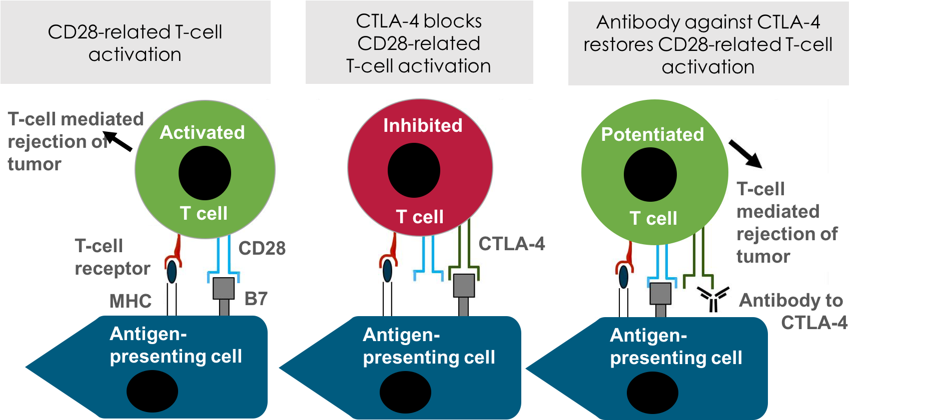 Ctla4 In The Immune System - T Cell Priming Ctla4 Clipart (1863x840), Png Download