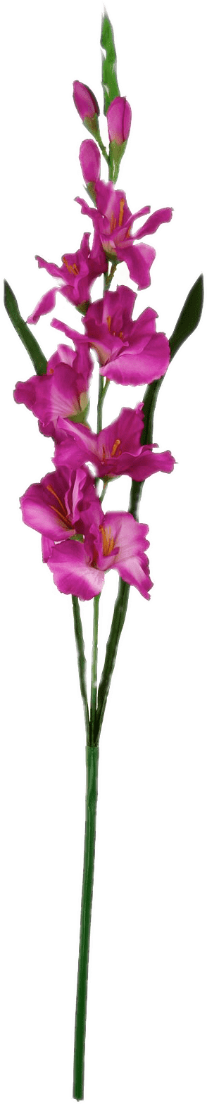 Dark Pink Gladiolus - Cattleya Elongata Clipart (1600x1600), Png Download
