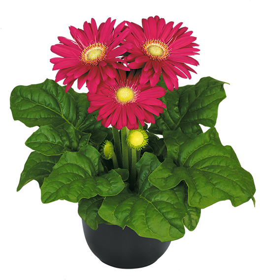 Dark Purple - Barberton Daisy Clipart (600x600), Png Download