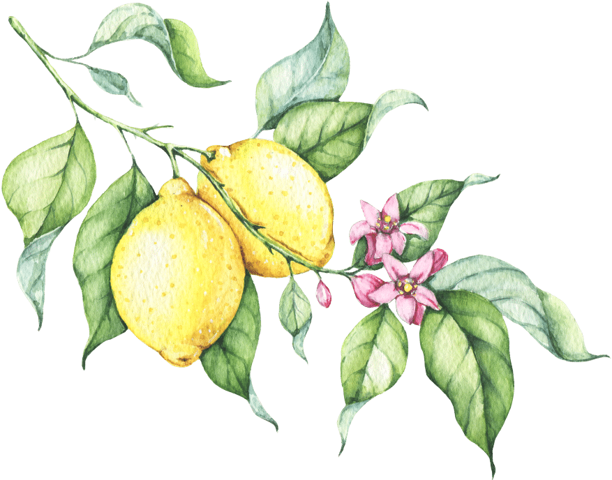 A Food Blog With - Lemon Tree Leaf Drawing Clipart (1024x870), Png Download