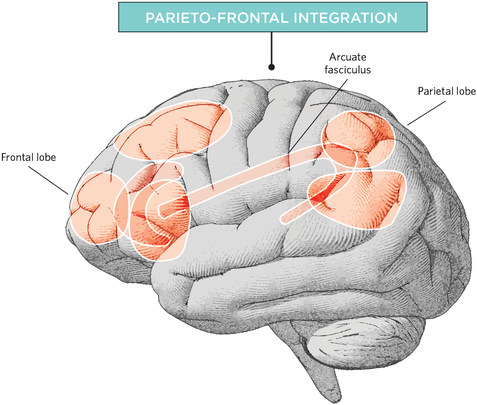 Catherine Mackay - Makes People Smart Brain Anatomy Clipart (1200x959), Png Download