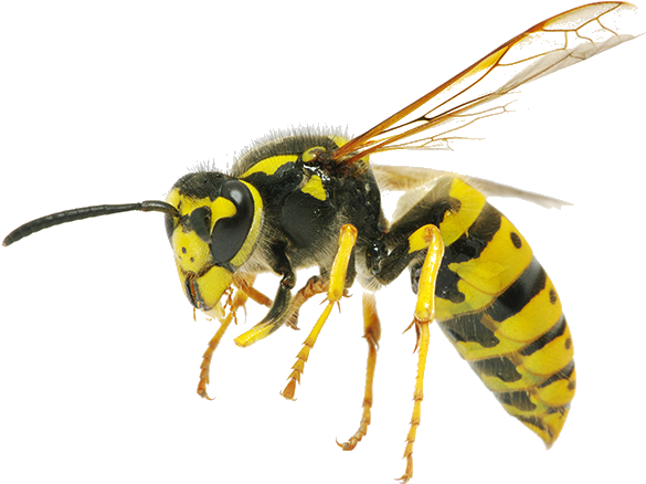 Bee Hornet Clipart (700x600), Png Download