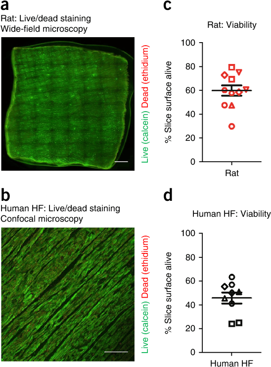 Viability Was Assessed Using A Live/dead Staining - Grass Clipart ...