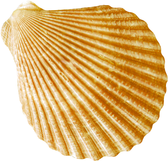 Conch Png - Ракушка Png Clipart (600x590), Png Download