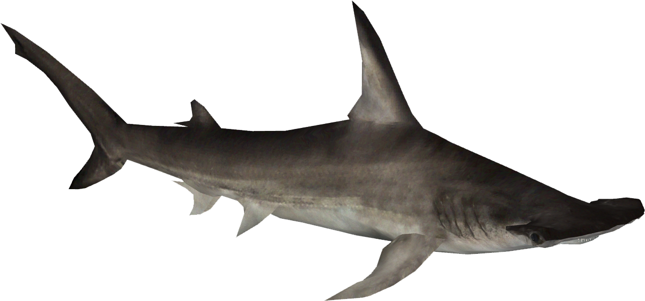 Hammerhead Shark Clipart - Hammerhead Shark Png Transparent Png (1283x600), Png Download