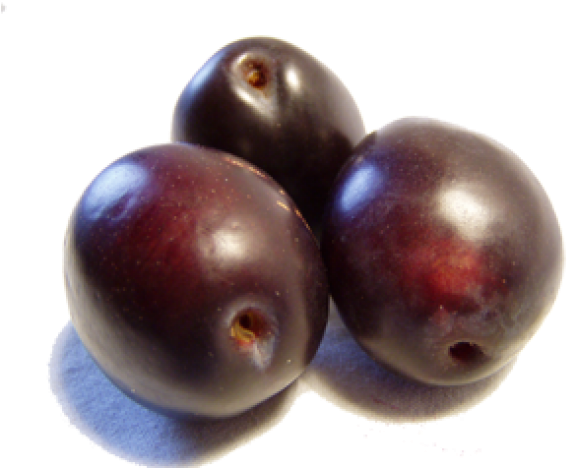 Black Plum Clipart (640x480), Png Download