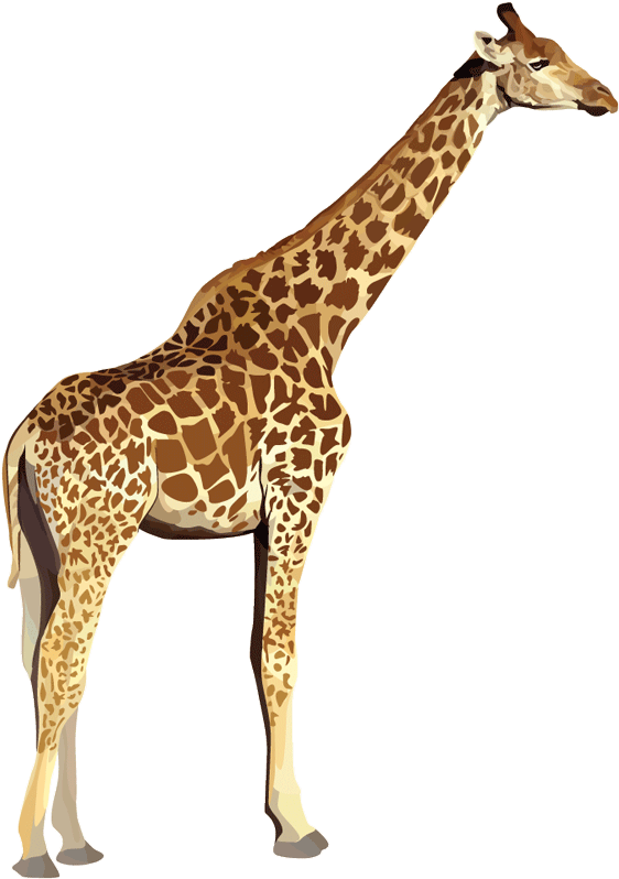 Index Of Images - Zoo Animals No Background Clipart (600x840), Png Download