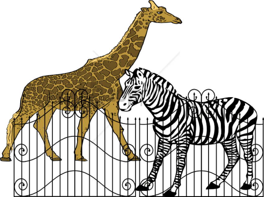 Free Png Animals In Zoos Png Image With Transparent - Zebra Black And White Drawing Clipart (850x635), Png Download