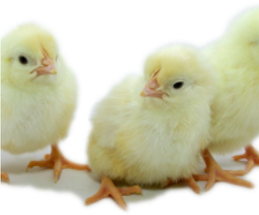 Estes Hatchery Llc » White Leghorn Chicks - Chicken Clipart (510x800), Png Download