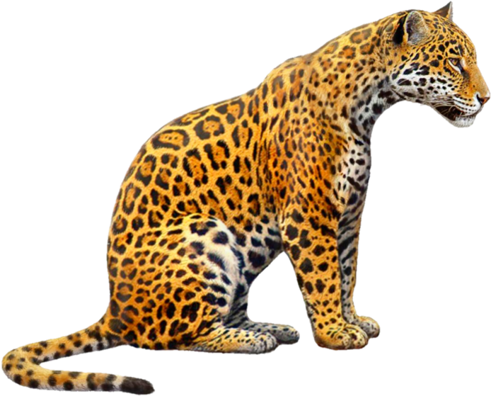 #jaguar #jagger #jaguars #tiger #tigers #cat #zoo #animals - Jaguar Png Clipart (716x600), Png Download