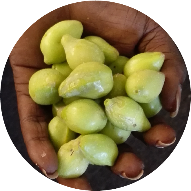 Sweet Success Ahead For Indigenous Kakadu Plum Industry - Broad Bean Clipart (680x680), Png Download