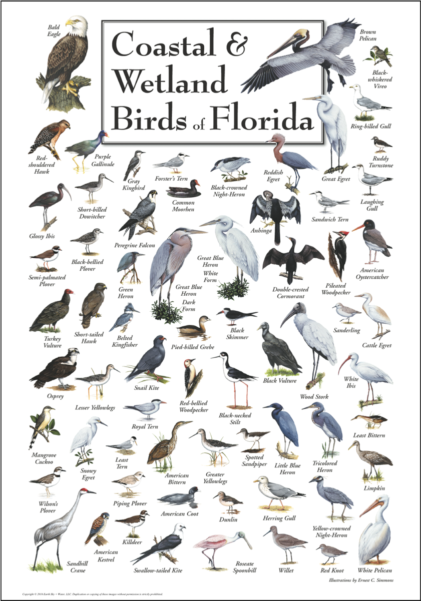 Coastal & Wetland Birds Of Florida Poster - Birds Of Florida Clipart (1200x1200), Png Download