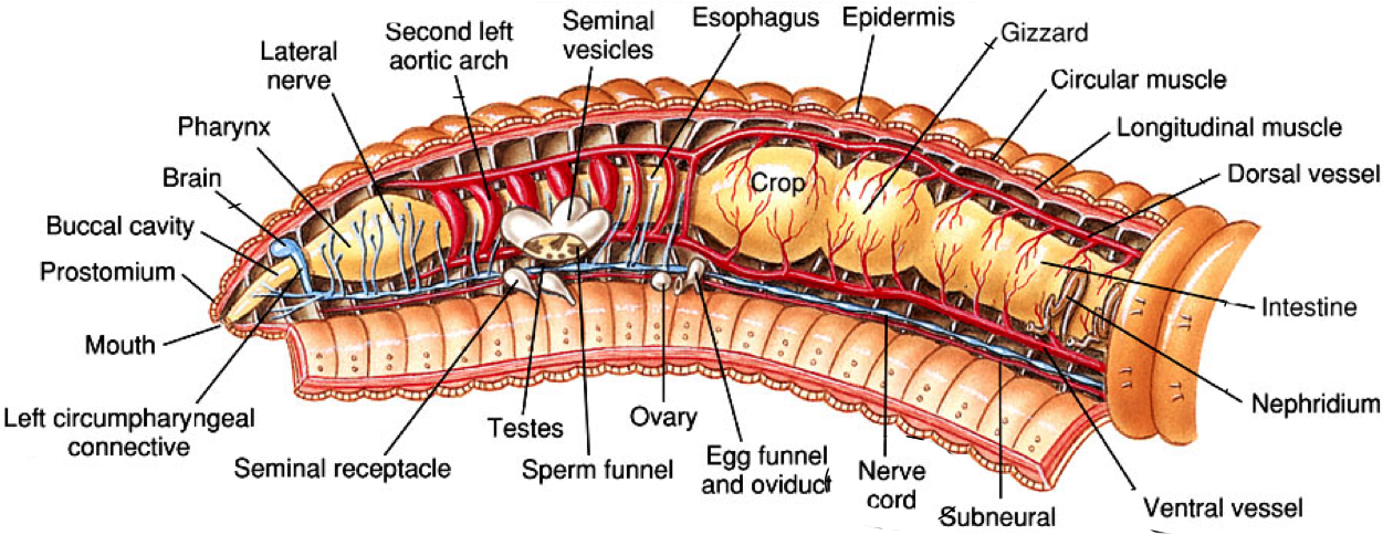 Anatomy Of Earthworms Lifeinharmony Earthworm Phylum - Earthworm Longitudinal Anterior Labeled Clipart (1279x500), Png Download